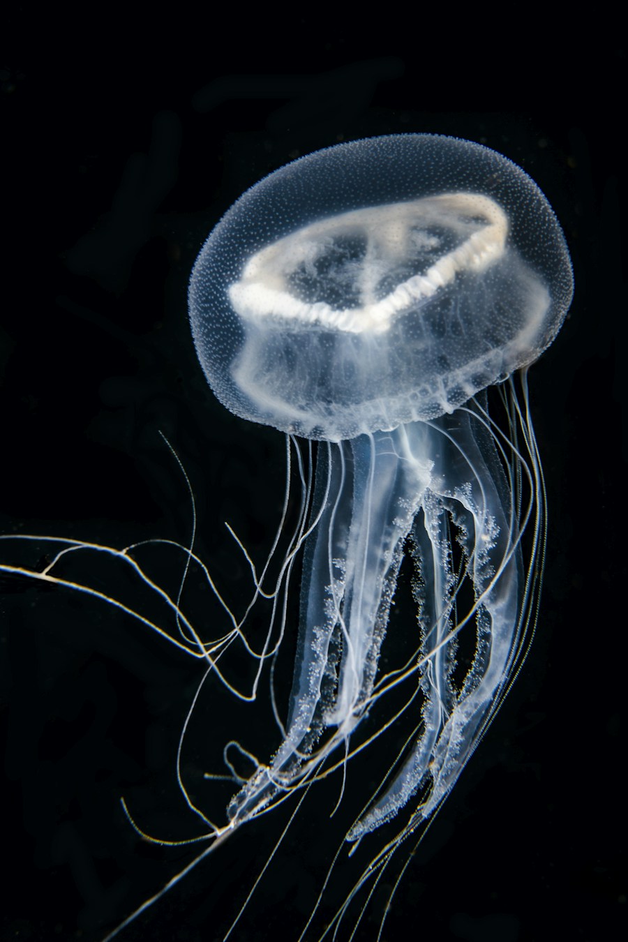 A jellyfish drifting in dark water