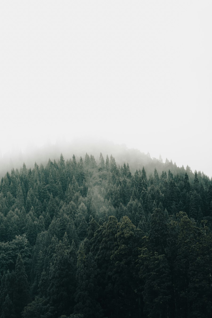 Pine trees fading into mountain fog