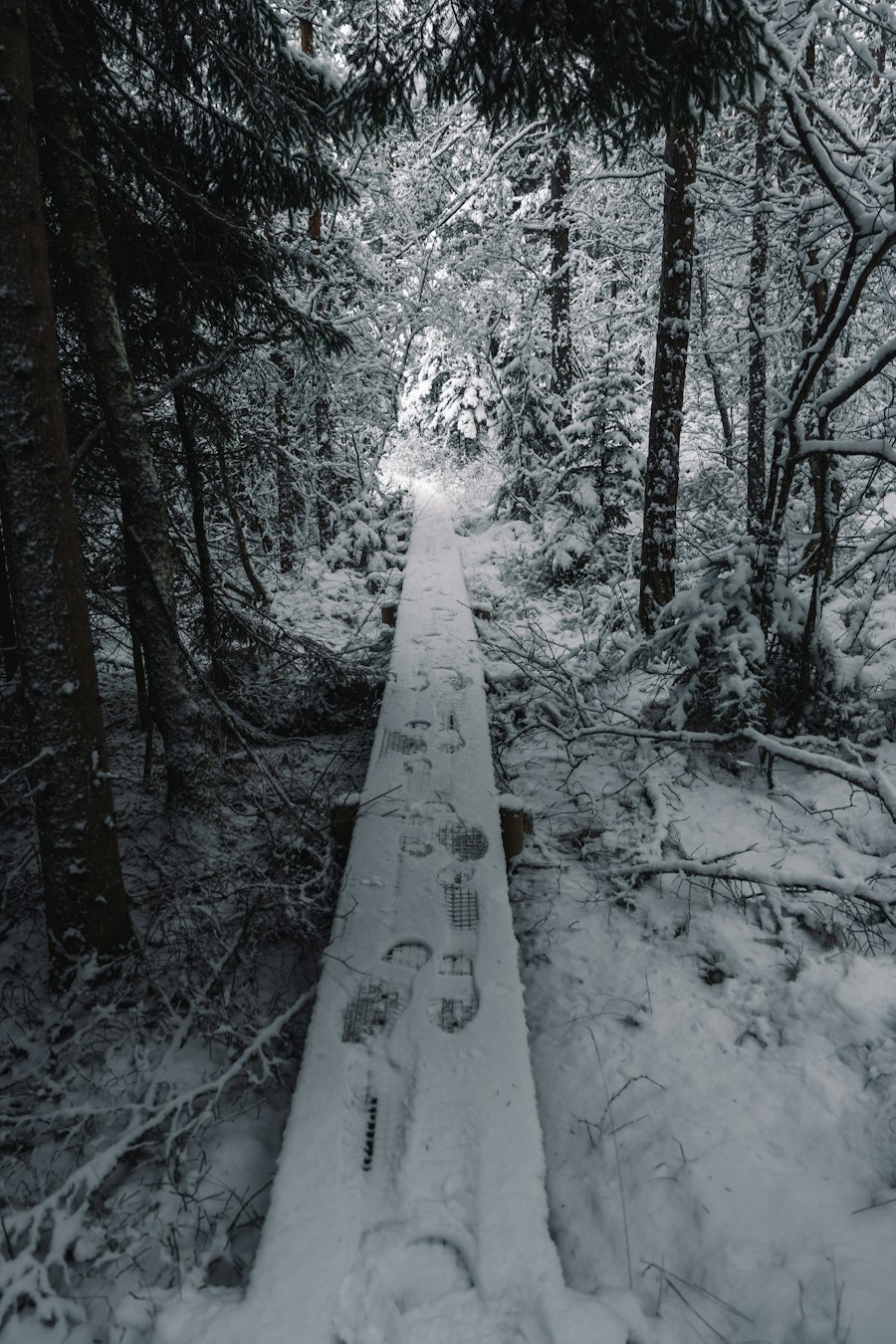 Snowy path into a forest