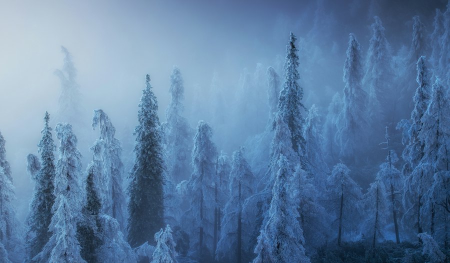 Blue frozen forest in mist