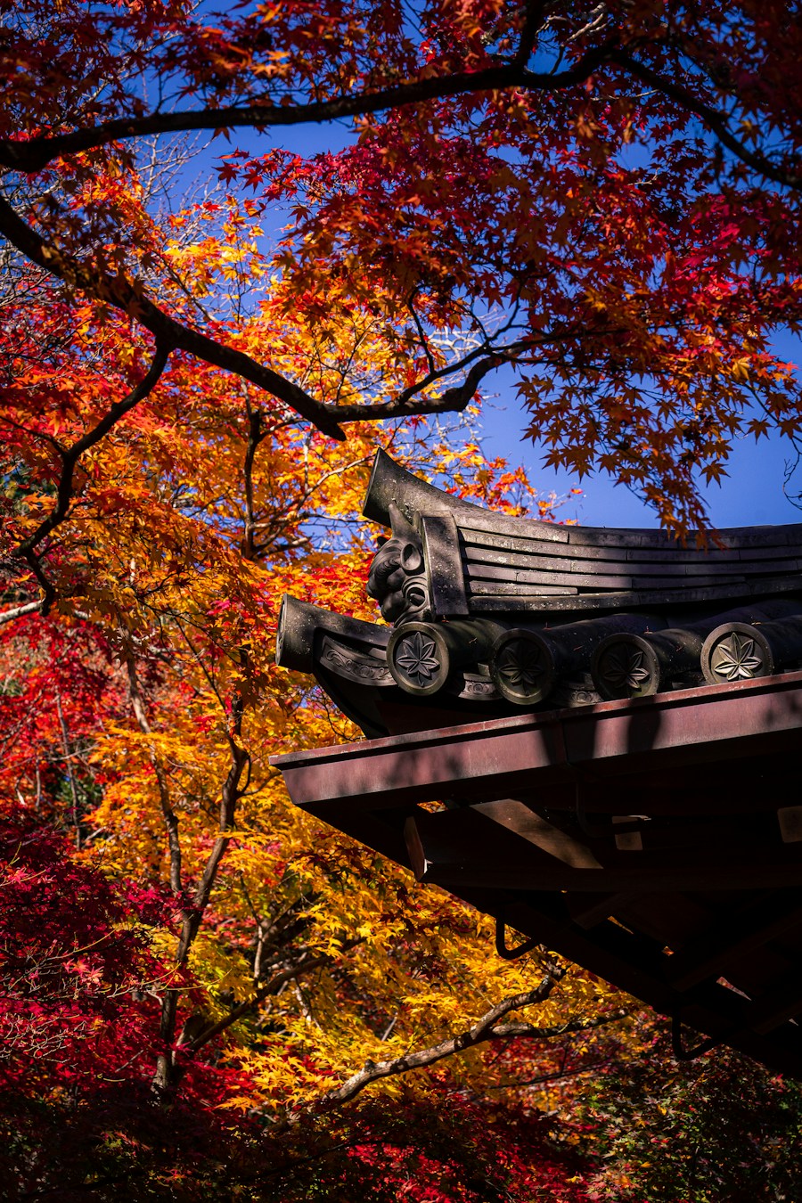 Temple roof under red autumn maple leaves