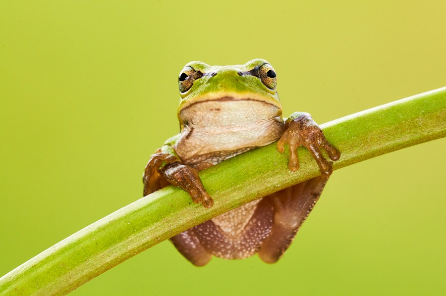 Green tree frog holding a stem