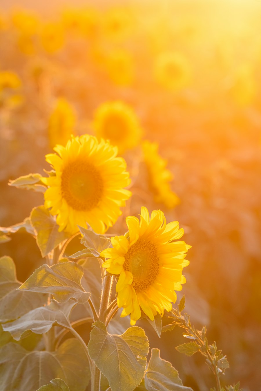 A field of sunflowers at sunset