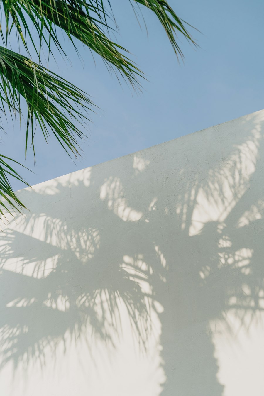 The shadow of a palm tree on a white wall